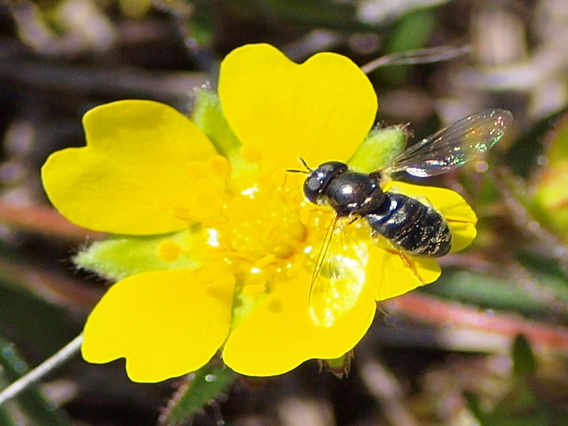 Syrphidae da id.